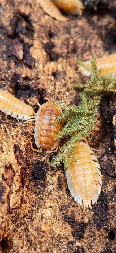 Oniscus Casellus Orange Isopods